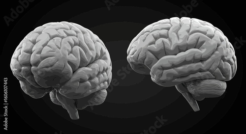 Human Brain Anatomy Illustration with Two Brains on Dark Background, High Resolution
