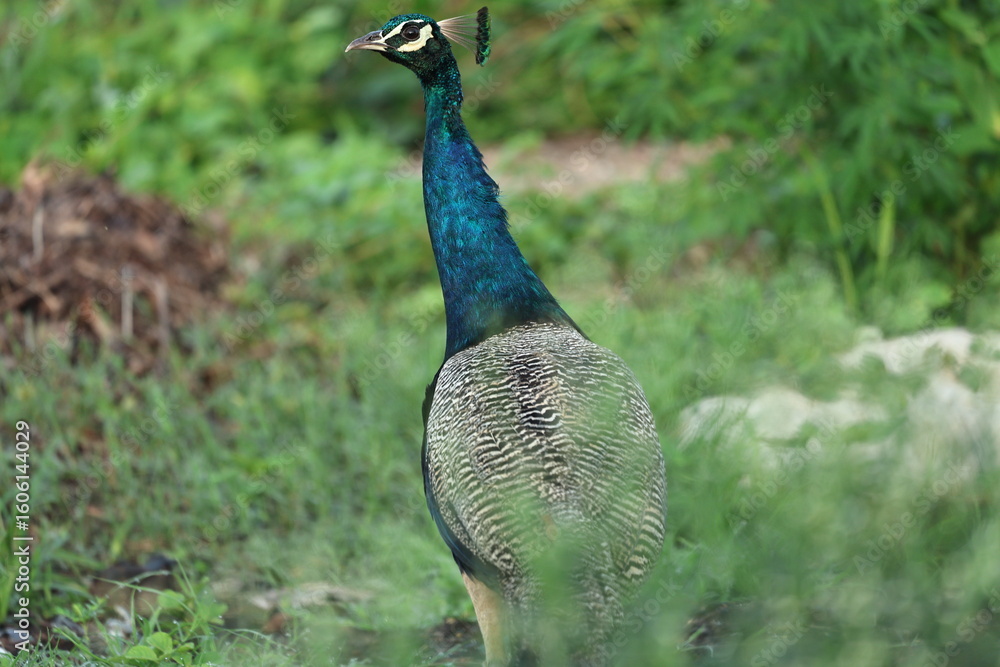 Obraz premium Peafowl