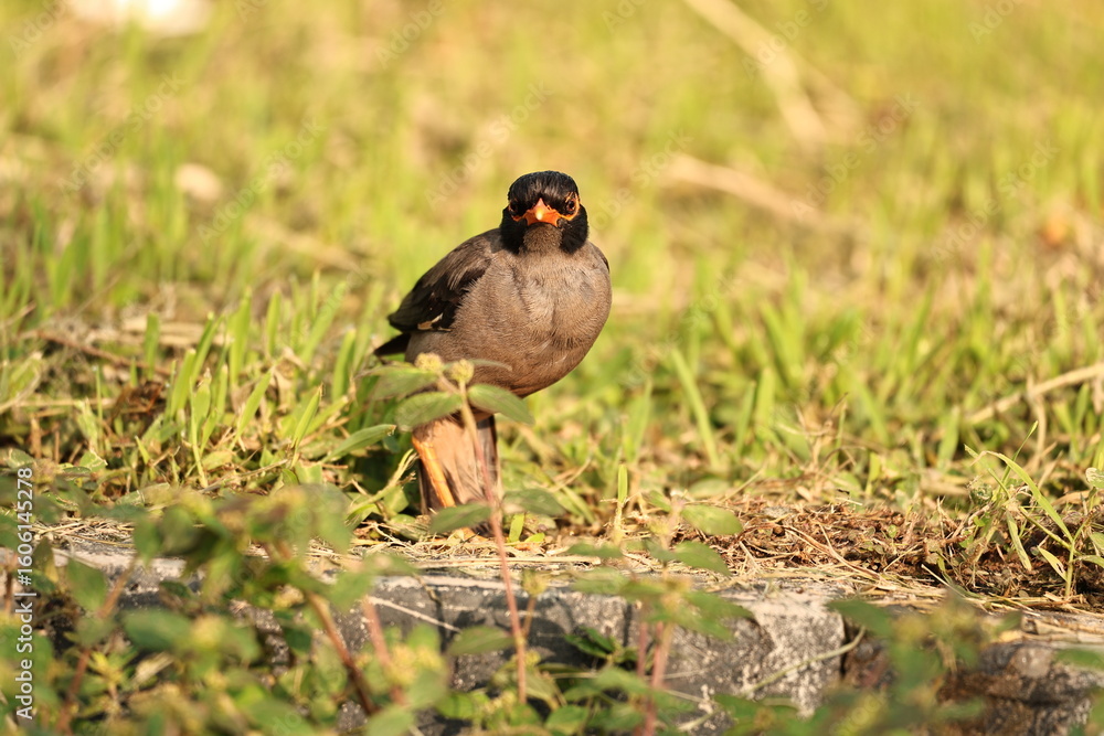 Obraz premium Red wattled Lapwing