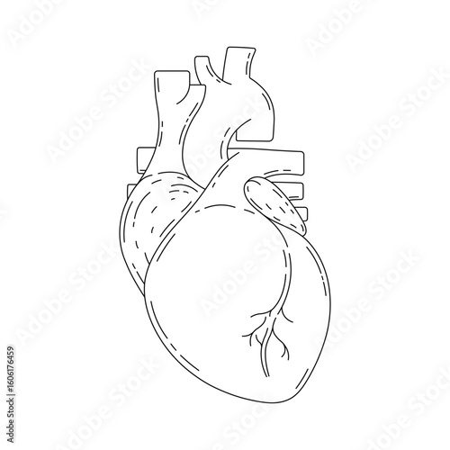 Hand drawn kids drawing Vector illustration human heart cartoon isolated