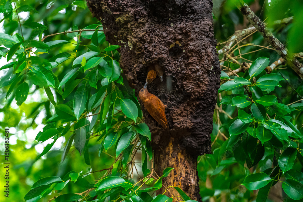 Obraz premium Reddish brown fur, short crest, dense black horizontal stripes on the upper body, short black beak, stripes on the underside of the neck. Male: red stripes on the cheeks.