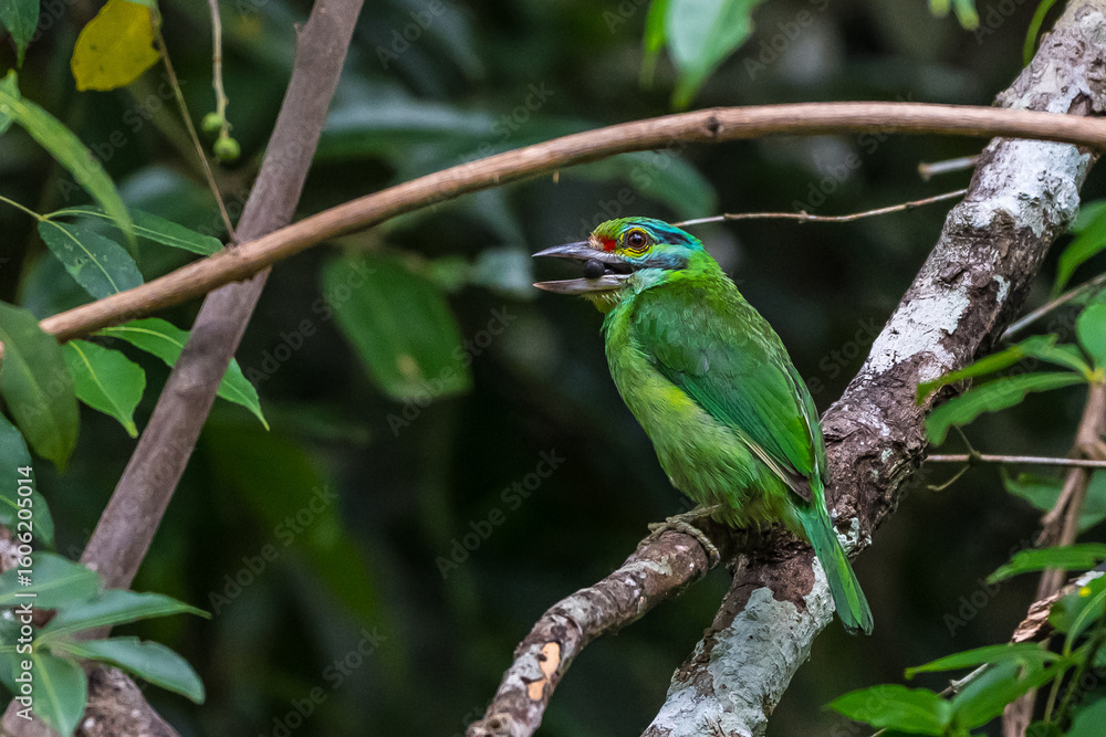 Naklejka premium Moustached Barbet Green crown, blue face and neck, black eye band, black stripes at the corners of the mouth extending to the cheeks, red forehead, red spots on the nape and sides of the neck.