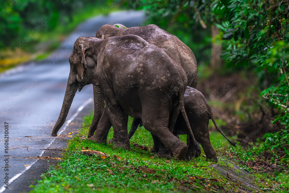 Fototapeta premium Elephants are large mammals and are the largest land animals. Wild elephants eat plants. They are big, have a small head, big legs, and have a trunk that reaches to the ground. That trunk is the nose.