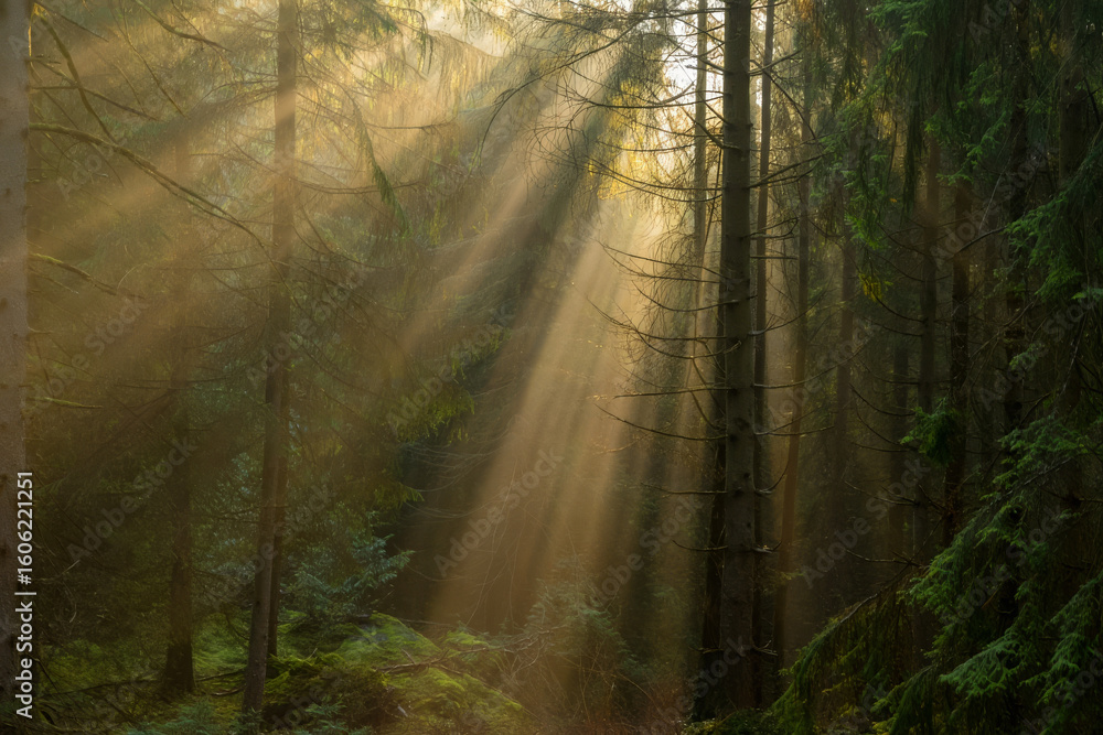 Fototapeta premium Sunbeams Illuminate Misty Evergreen Forest: Serene, Golden Hour Nature Scene