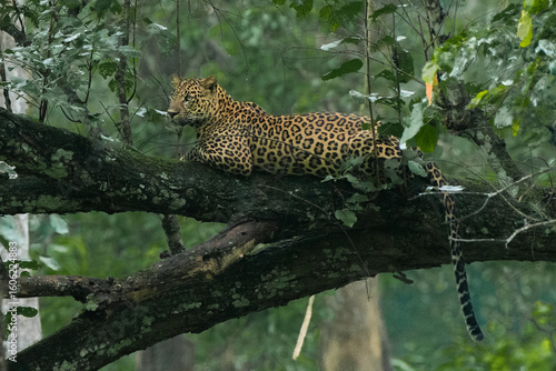 Photography A Leopard resting on a tree branch