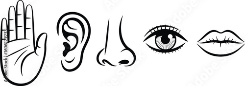 Five Senses Line Art Hand, Ear, Nose, Eye, Mouth on Transparent Background
