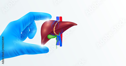Doctor's hand in blue gloves holding liver. Shows human organ model close up on white background with blank space for your text. Medical health care analyzes. Vector realistic images.
