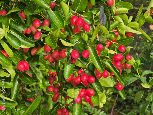 ripe red berries Christ's Thorn of a tree in the garden
