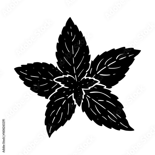 Botanical leaf illustration foliage plant herbal garden fresh silhouette
