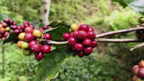 ripe and ripening coffee cherries clustered on a branch of a coffee plant
