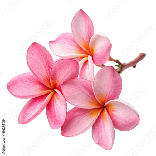 frangipani flower isolated on white