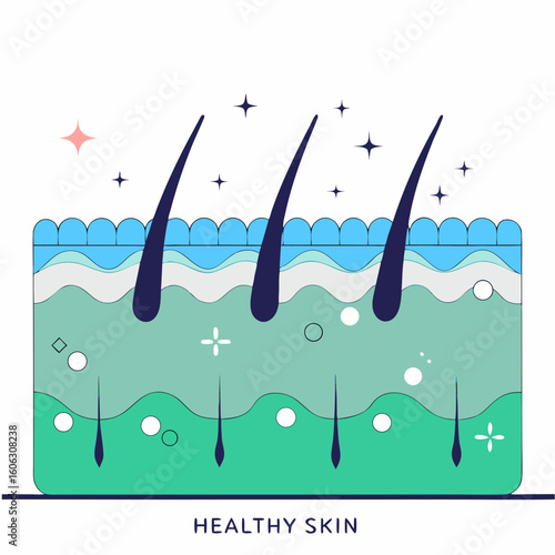 Healthy skin cross-section with hair follicles diagram