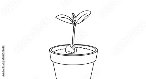 Planting seeds growing plants in pots growing plant in pot plant life cycle plant care and growth stages