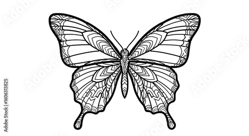 Detailed butterfly outline drawing for coloring page and educational resources nature insect illustration art
