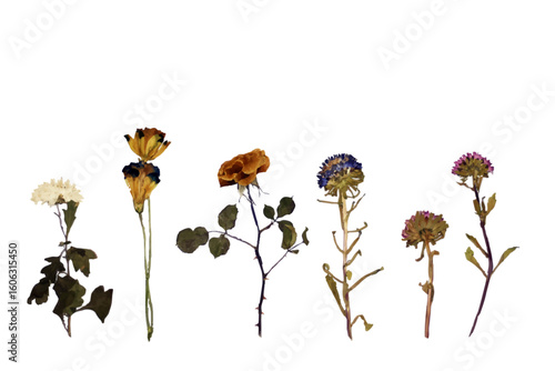 Dried Pressed Flowers Collection for Craft and Decor
