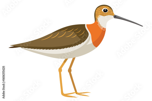 Elegant Dunlin Bird Illustration A Detailed Vector Depiction of a Shorebird With Distinctive Markings and Slender Bill