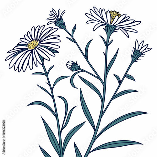 seamless pattern with  asters perennial