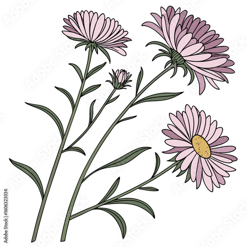 vector illustration of  asters perennial