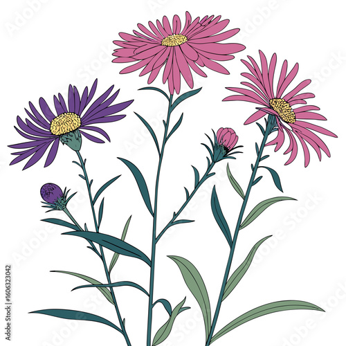 vector illustration of  asters perennial