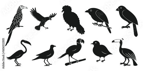 Collection of diverse bird silhouettes in various poses isolated on white background silhouette