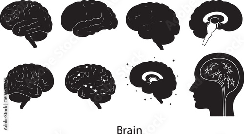 Human Brain Anatomy Silhouettes A Visual Guide to Cognitive Structures