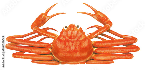 ズワイガニのイラスト