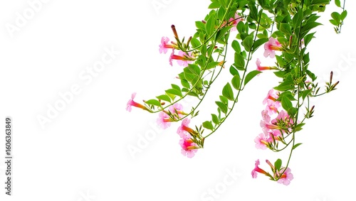 Pink trumpet flowers green leaves image