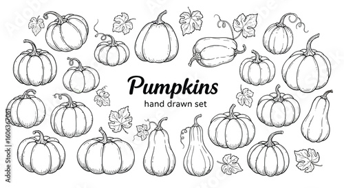 Hand-Drawn Pumpkin Illustration Set in Circular Layout – Line Art Style