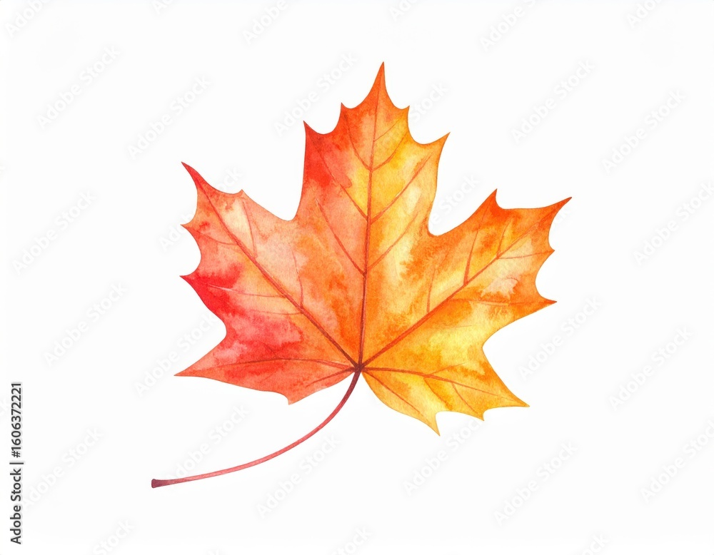 Obraz premium Watercolor Maple Leaf Autumnal Hues Delicate Veins Isolated on White.