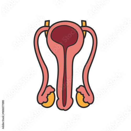 Reproductive system illustration