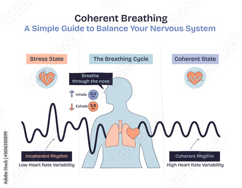 Coherent breathing visualizes balanced breathing, heart, and lungs to illustrate nervous system regulation. Doodle style diagram