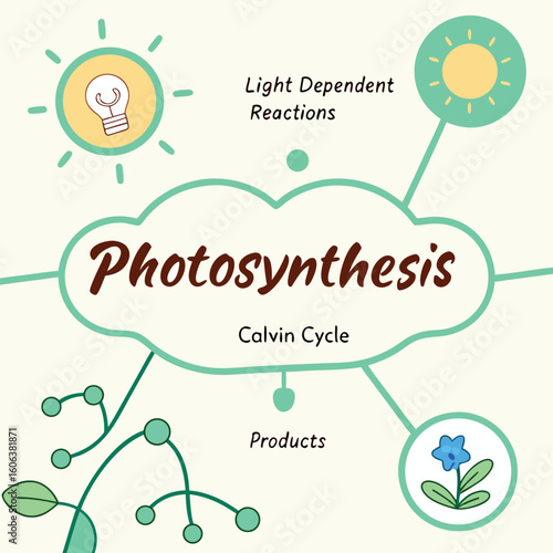 A scientific educational illustration of photosynthesis depicting light dependent reactions calvin cycle and final products