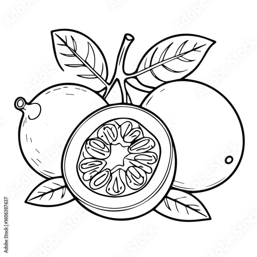 Passion fruit illustration with detailed outline of whole fruit and cross section, showcasing the seeds. Botanical drawing of passion fruit with leaves and stem for coloring book/educational use.