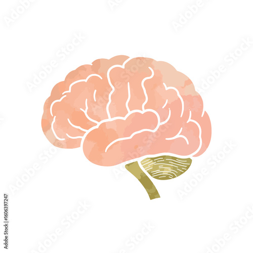 Colorful brain illustration in soft pastels on white background, creativity