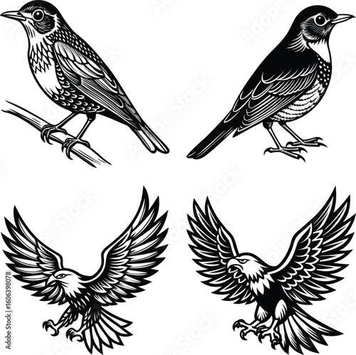 vector drawing birds of North America, set of elements isolated at white background, hand drawn illustration
