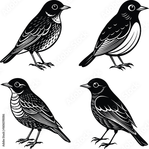 vector drawing birds of North America, set of elements isolated at white background, hand drawn illustration
