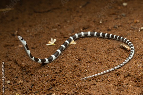 Photos A juvenile common bridal snake (Dryocalamus nympha)
