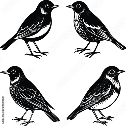 vector drawing birds of North America, set of elements isolated at white background, hand drawn illustration
