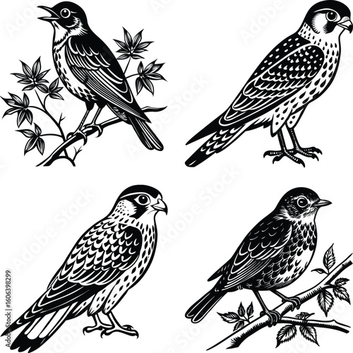 vector drawing birds of North America, set of elements isolated at white background, hand drawn illustration
