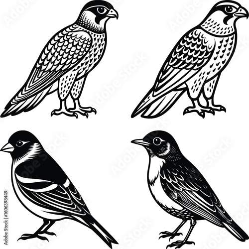 vector drawing birds of North America, set of elements isolated at white background, hand drawn illustration
