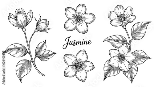 Jasmine flower vector set with transparent background. Hand-drawn botanical engraving style, floral sketch, line art, nature illustration, plant design.