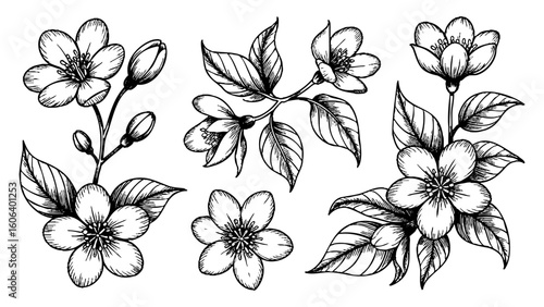 Detailed floral vector illustration with transparent background. Botanical engraving style art. Flower sketch, line drawing, botanical elements, nature design.