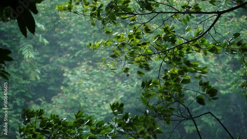 Tropical storms bring heavy rain and strong winds to tropical forests. Heavy rain in tropical forests during the rainy season.