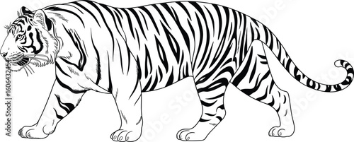 Black and white tiger illustration, majestic tiger walking, wild animal drawing, detailed tiger stripes, powerful feline art, nature wildlife sketch