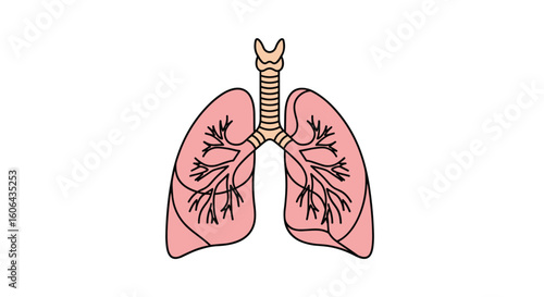 Understanding the vital role of human lungs in respiration and oxygen gas exchange throughout the body
