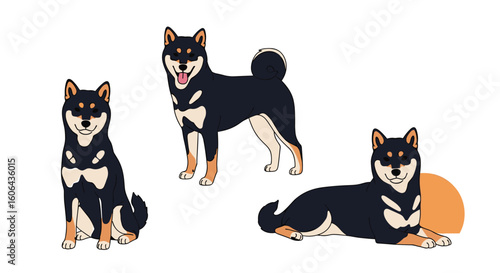 Three adorable shiba inu dogs posed in various positions against a white background