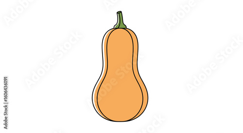 A tall orange butternut squash ready for autumn harvest and delicious winter meals