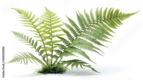 Green fern leaves and tropical palm fronds isolated on white, perfect for nature-inspired summer decoration or foliage designs