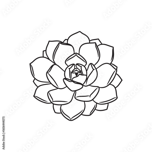 black and white line drawing of a succulent or flowering plant with intricate, overlapping petals or leaves. The overall shape resembles a rosette or spiral pattern, creating a visually striking and g