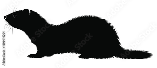 Silhouette of a ferret sitting and looking up
